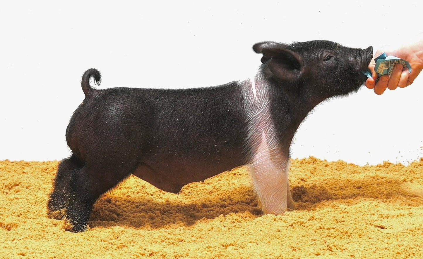 Viewing/Picturing Pen Set